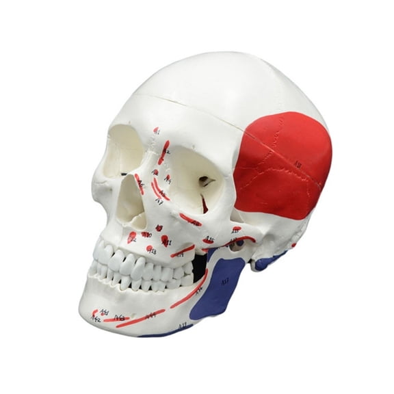 ZPAQI Human Model Human Head Skeleton Anatomy Model, Life Size Skeleton Model