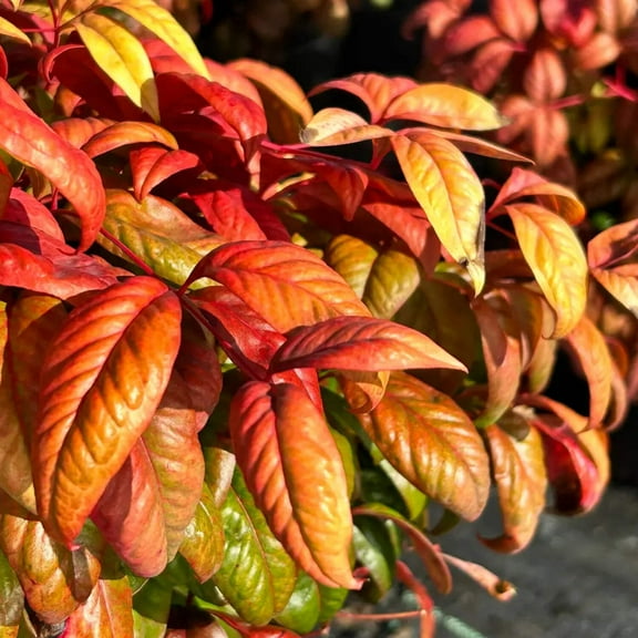 Nandina Firepower - Heavenly Bamboo