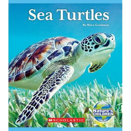 Sea Turtles (Best Place To See Sea Turtles In Kauai)