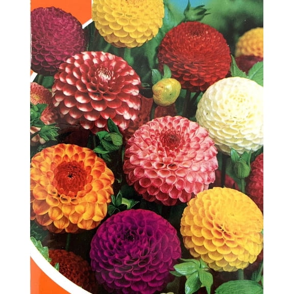 5 Mixed Dahlia Bareroots---A TRUE MIX of varieties and colors!!! Dahlia Lovers Dream!!!