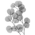 thumbnail image 3 of Koetsier, Albert 19x24 Black Modern Framed Museum Art Print Titled - Eucalyptus Bunch, 3 of 5