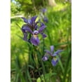 thumbnail image 3 of Purple Flame Northern Blueflag, 3 of 4