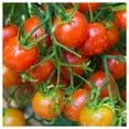 thumbnail image 3 of Everwilde Farms - 25 Organic Stupice Heirloom Tomato Seeds - Gold Vault Jumbo Bulk Seed Packet, 3 of 4