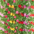 thumbnail image 4 of 2 X Clavel Rosa Colgante Decoración De Flores de Artificial , Individual Rosa oscuro, 4 of 9