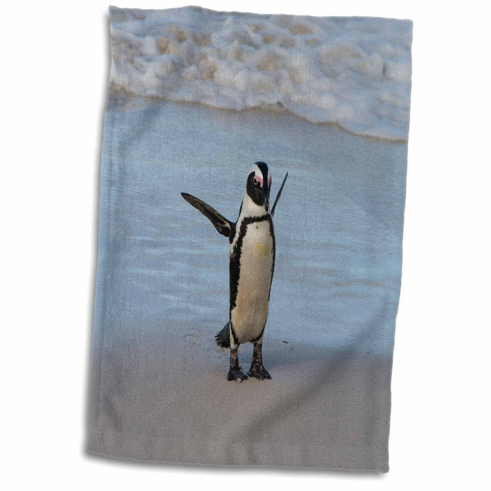 3dRose South Africa, Cape Town, Boulders Beach, Penguin. Towel, 15 by