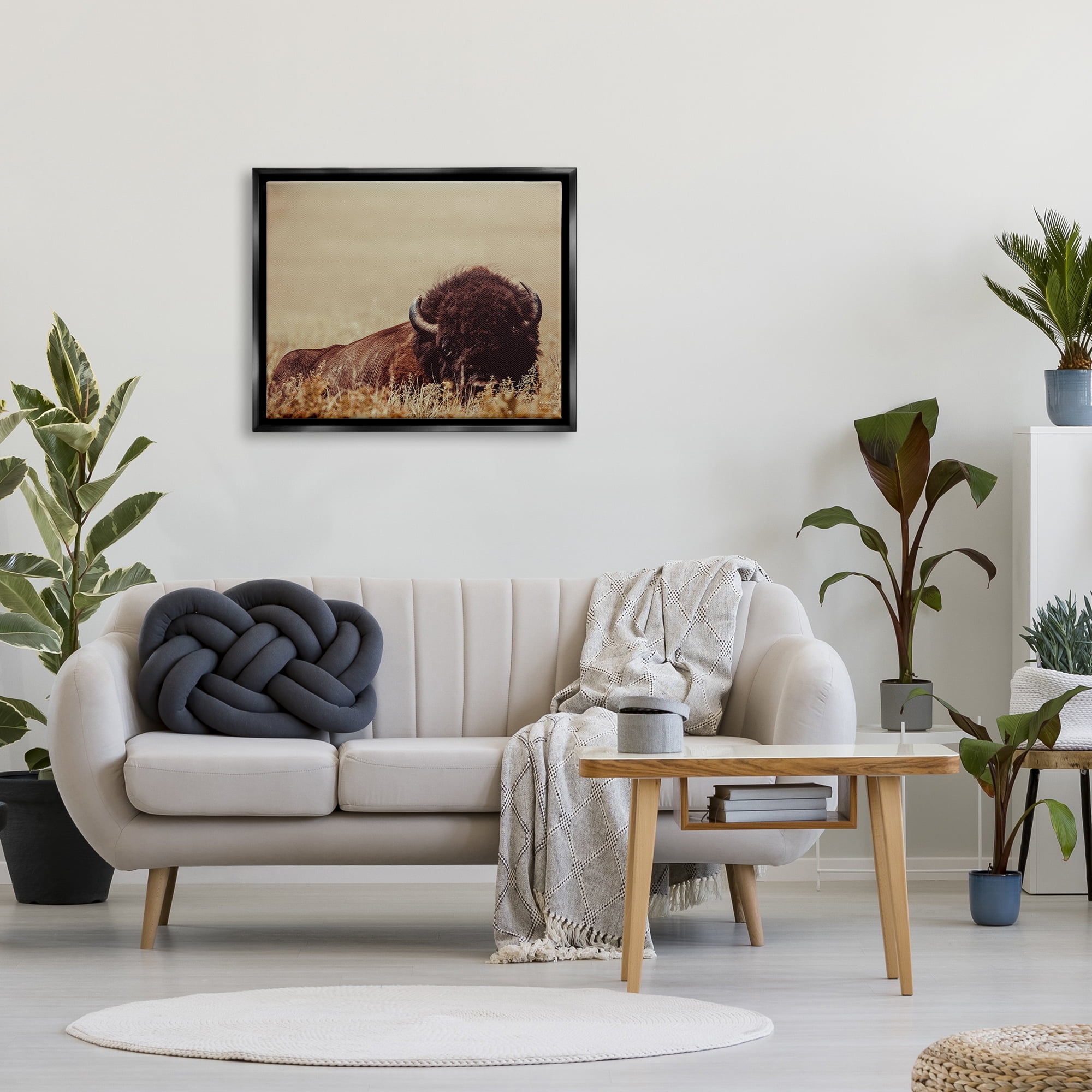 Stupell Industries Resting Bison Photography Animals & Insects Photography Black Floater Framed Canvas Art Print Wall Art, 31 x 25