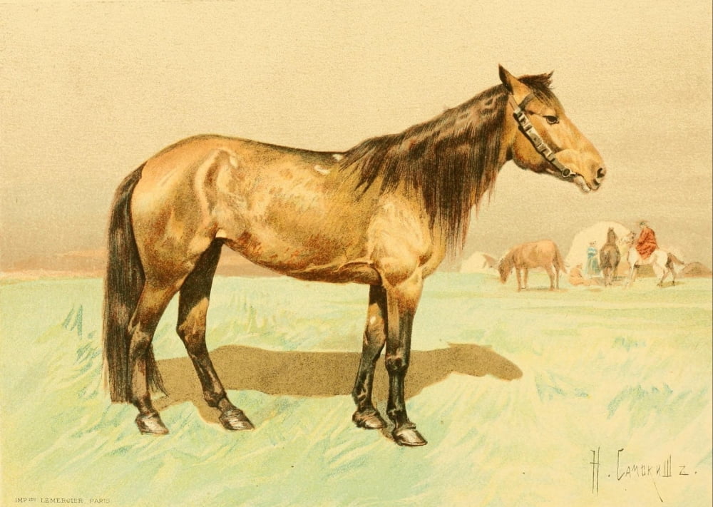 Les Races Chevaline