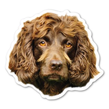 Boykin Spaniel Dog Magnet