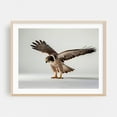 thumbnail image 2 of The falcon - Photography Bird Wildlife Animal Nature Unframed Wall Art Print 6 x 8 inches, 2 of 4