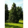 thumbnail image 4 of Keteleeri Juniper - 3 Live Trees - Juniperus Chinensis, 4 of 9