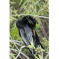 thumbnail image 2 of Kaveney, Wendy 17x24 White Modern Wood Framed Museum Art Print Titled - USA, Florida, Everglades NP A preening anhinga, 2 of 4