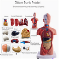 thumbnail image 2 of Symkmb Torso Mannequin Anatomy Doll 15 Removable Parts Educational Organ Model Human Internal Organ Anatomy Model pvc Photo Color, 2 of 7