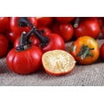 thumbnail image 2 of 25 SeedsTURKISH ORANGE EGGPLANT Scarlet Solanum Aethiopicum Fruit Vegetable Seeds, 2 of 10