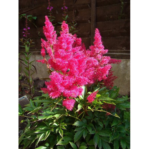 100 PINK MIX ASTILBE (False Spirea / False Goats Beard) Astilbe Chinensis Flower Seeds