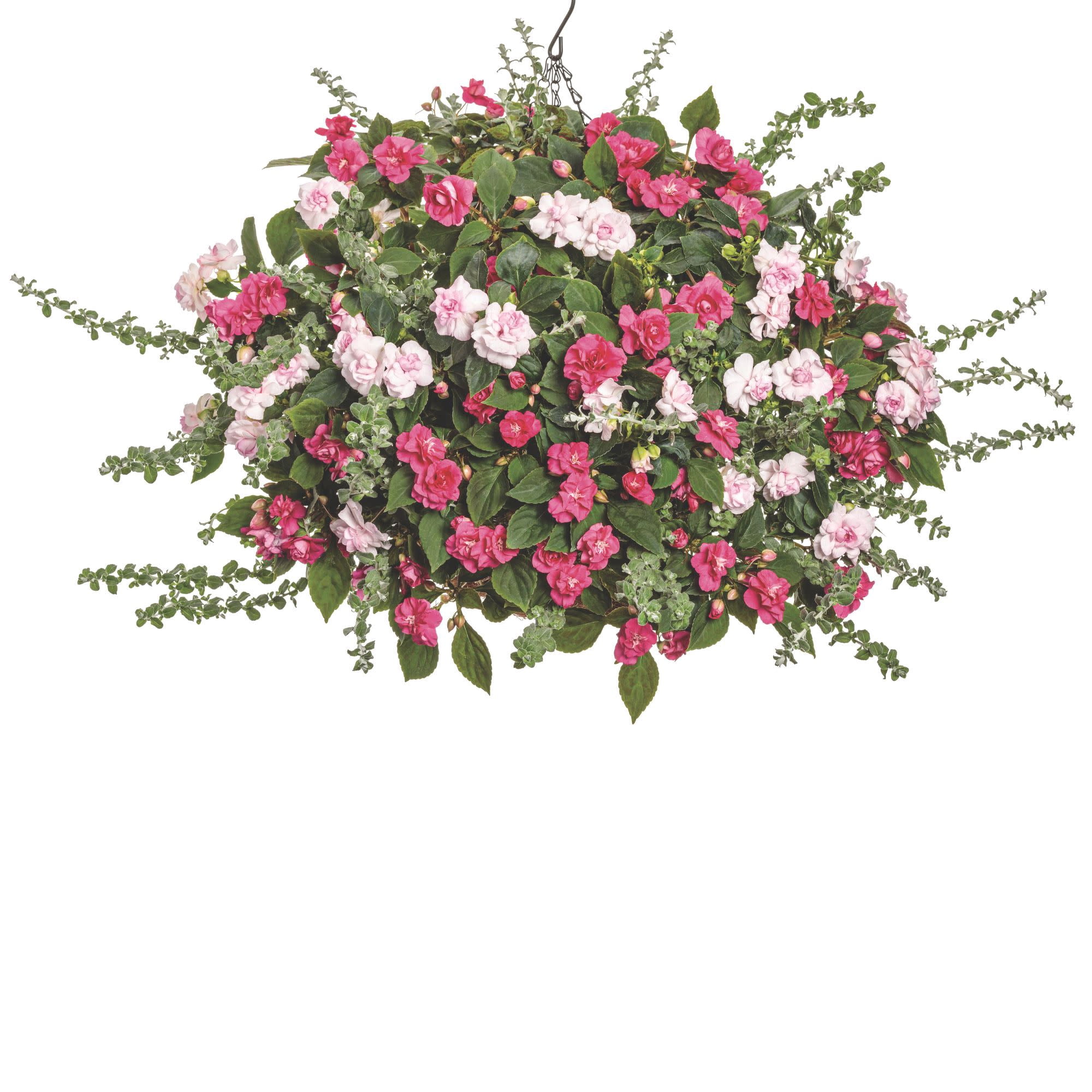 Proven Winners 4" Petite Licorice Licorice Plant Live Plant in 4.25" Pot (4 Count)