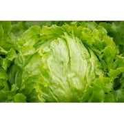 Iceberg Lettuce Seeds/ Full Sun/ Annual/ 28K Seeds 1 oz/ Zellajake Farm and Garden- B302