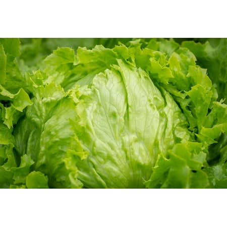 Iceberg Lettuce Seeds/ Full Sun/ Annual/2000 Seeds 2 Grams/ Zellajake Farm and Garden- B302