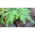 thumbnail image 4 of 1000 + SENSITIVE FERN Onoclea Sensibilis aka Bead or Sympathy Fern Spores Seeds, 4 of 9