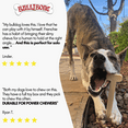 thumbnail image 5 of BulliBone Peanut Butter Chew Bone for Dogs, Small to Medium Sizes, 5 of 6