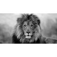 thumbnail image 2 of Lion Noir et Blanc - Impression sur Toile par Begin Édition, 2 of 4