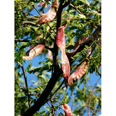 Canvas Print Honey Locust Fruits Seed Pods Seeds Tree Stretched Canvas 10 x