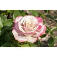 thumbnail image 3 of Pinkerbelle™ Rose, 3 of 3