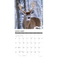 thumbnail image 3 of Whitetail Monarchs (Deer) 2026 Wall Calendar, 3 of 5