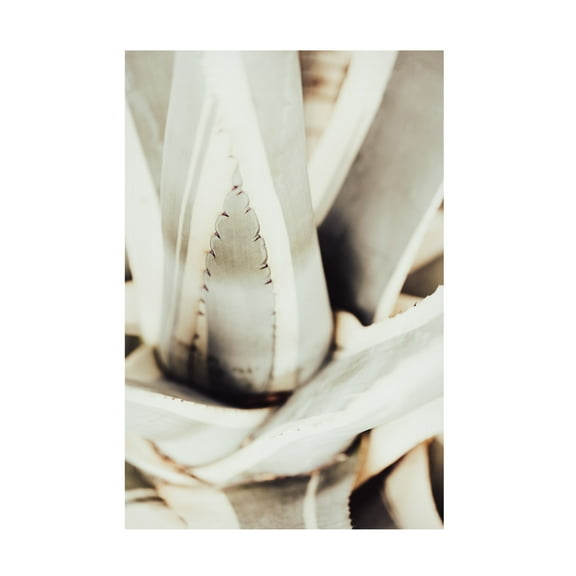 Trademark Fine Art Pictufy Studio Plant Close Up 1 Canvas Wall Art