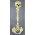 thumbnail image 1 of Spine With Skull, 1 of 1
