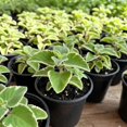 thumbnail image 2 of Set of 3 Variegated Cuban Oregano Plants, Fragrant Herb, Spanish Thyme, Well Rooted, 4-7 Inches Tall for Planting, 2 of 5