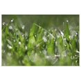 thumbnail image 1 of Great BIG Canvas | Rolled Leesa White Poster Print entitled Dew Drops IV, 1 of 4