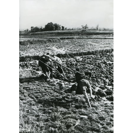 Three Men Of The Same Family Pull A Plow Through A Rice Field In China A Fourth Steers And Pushes The Plow May 1948 -