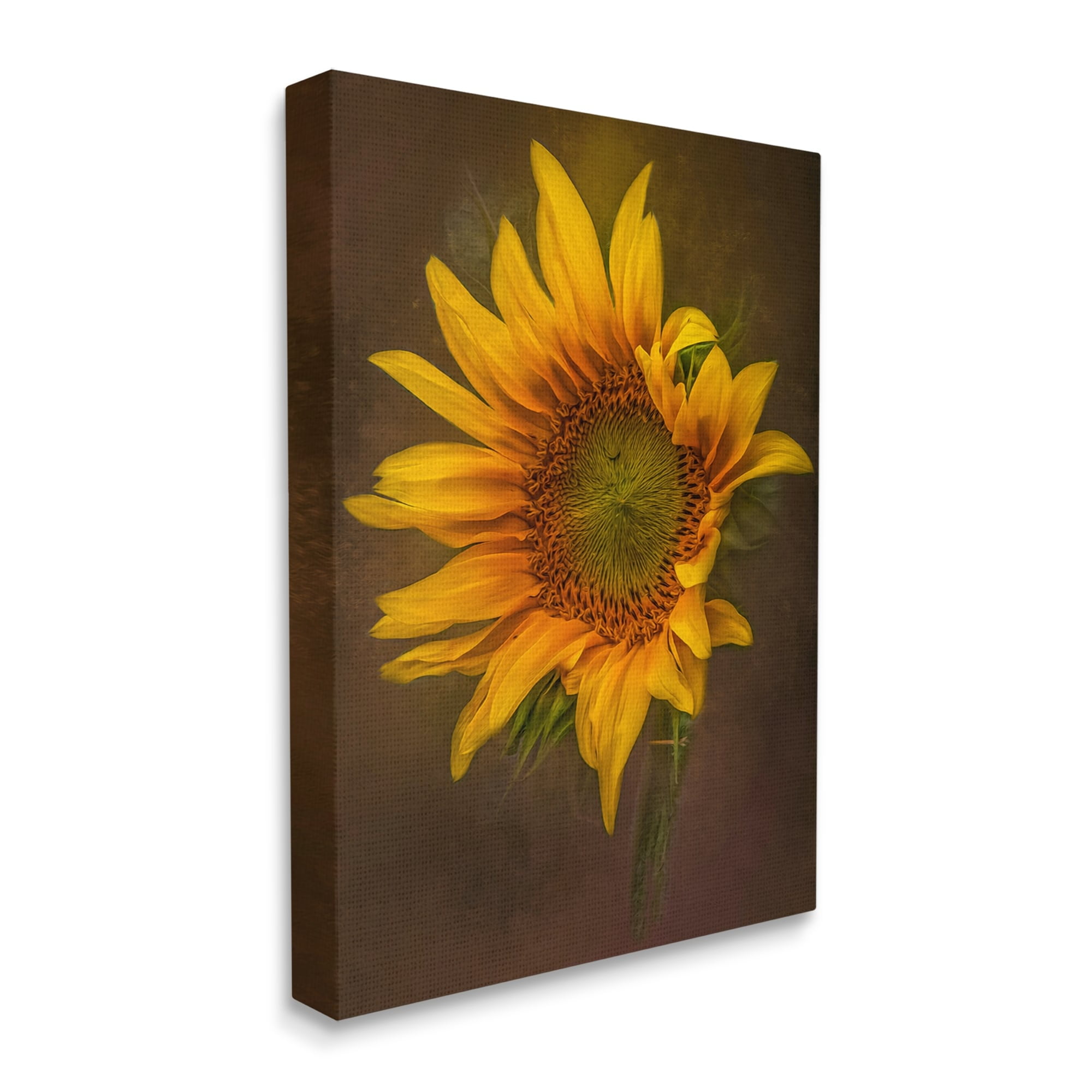 Stupell Industries Modern Detailed Sunflower Petals Botanical & Floral Painting Gallery Wrapped Canvas Print Wall Art