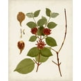 thumbnail image 2 of Unknown  26x32 White Modern Wood Framed Museum Art Print Titled - Antique Leaves II, 2 of 4
