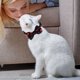 thumbnail image 5 of 3 collares de Halloween para gatos, disfraces de Halloween para mascotas, decoraciones de campana para gatos, regalo, 5 of 6