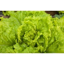 Organic Black Seeded Simpson Lettuce Seeds
