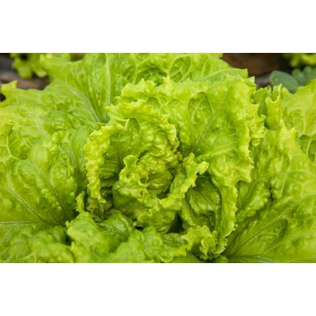 Organic Black Seeded Simpson Lettuce Seeds