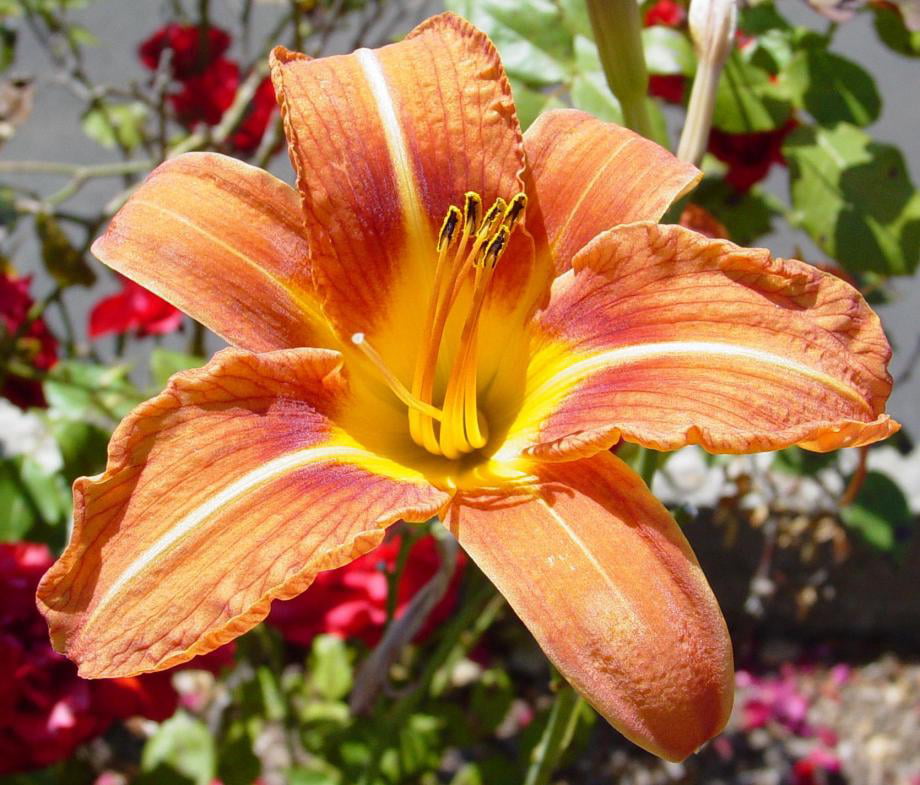 15~Tiger Lilies~ DayLillies Orange Plant Bare Roots with bulbs Free Shipping!!! 