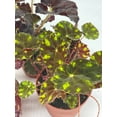 thumbnail image 2 of BubbleBlooms Harmony's Begonia Rex Assortment, Variegated Painted-Leaf Begonia, Set of 3 Plants in 4-inch Pots, 2 of 9