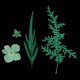 thumbnail image 5 of 1 paquete de adornos de hojas de hojas secas prensadas naturales mixtas para tarjetas DIY decoración de caja del teléfono verde Macarena Flores secas prensadas naturales, 5 of 8