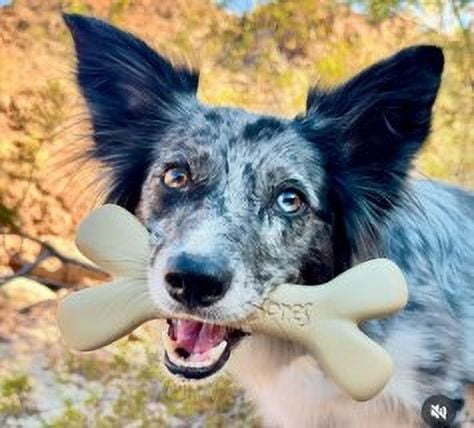 Augie Bones -2 pack MINI - Braised Beef -Non-Toxic Tough Chew Toys for dogs- Plant based, Sustainable, No Nylon, For aggressive chewers