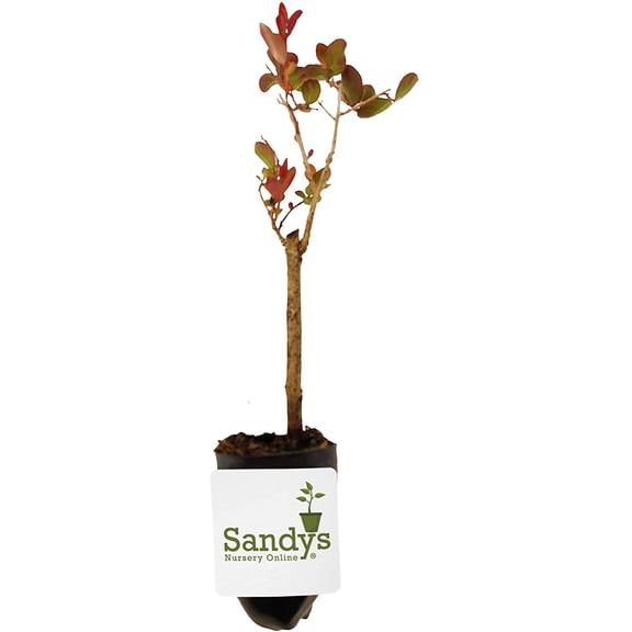 Sandys Nursery Online Crape Myrtle, Red Rocket, Starter Plant