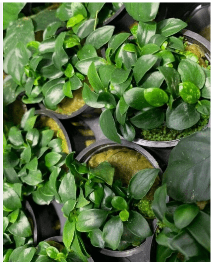 Anubias Nana Petite Live Aquarium Plant in Pot, Easy Freshwater Fish Tank Plant
