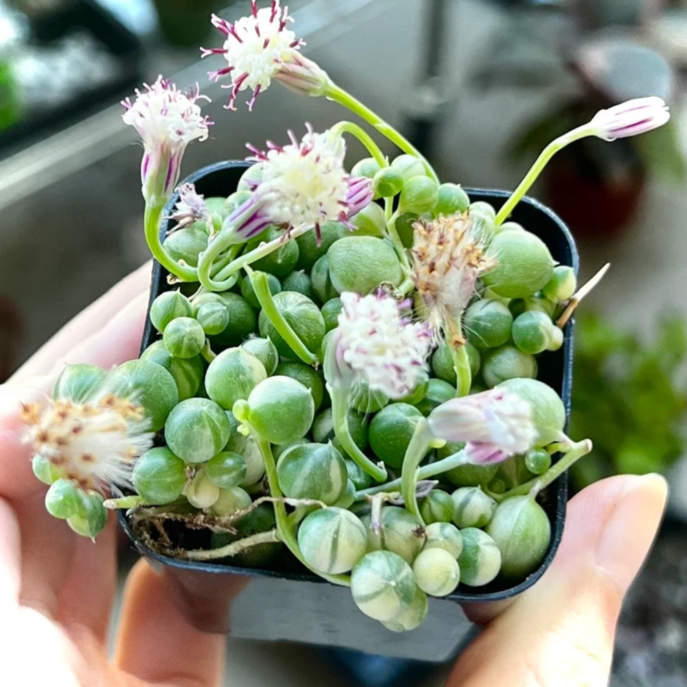String of Pearls Plant Live, Hanging Succulent Live Plant, Trailing Succulent, Indoor Houseplant, In 2" Pot