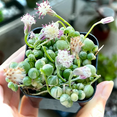thumbnail image 6 of String of Pearls Plant Live, Hanging Succulent Live Plant, Trailing Succulent, Indoor Houseplant, In 2" Pot, 6 of 6