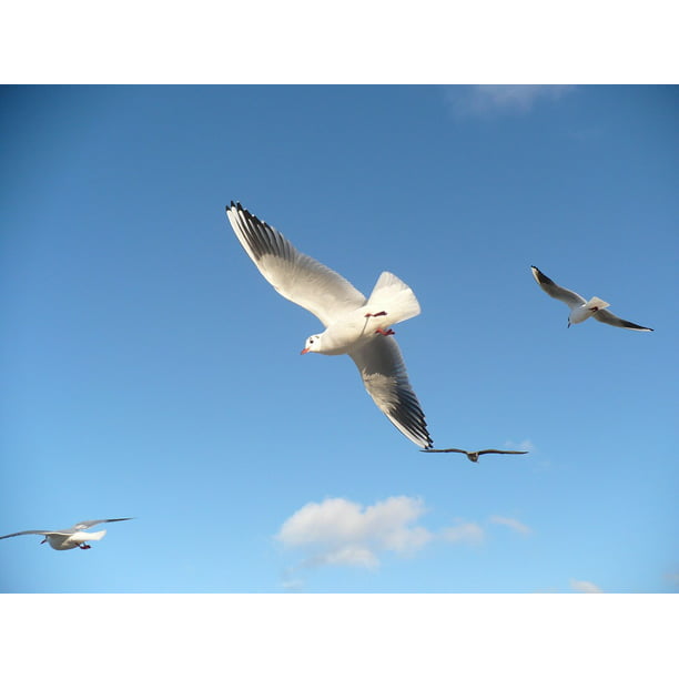 Seagulls Flying Seagull Birds Sky Bird Flight Inch By 30 Inch Laminated Poster With Bright Colors And Vivid Imagery Fits Perfectly In Many Attractive Frames Walmart Com Walmart Com