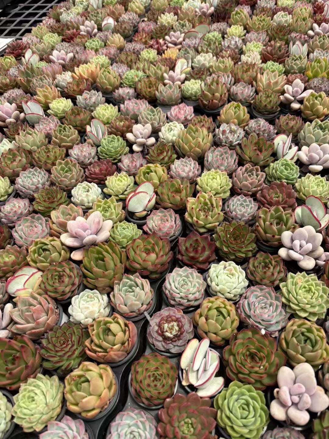 8PCS Assorted Live Succulents Plants with Planters, Starters, Garden  Lovers, DIY Projects, Wedding Favors - Walmart.com