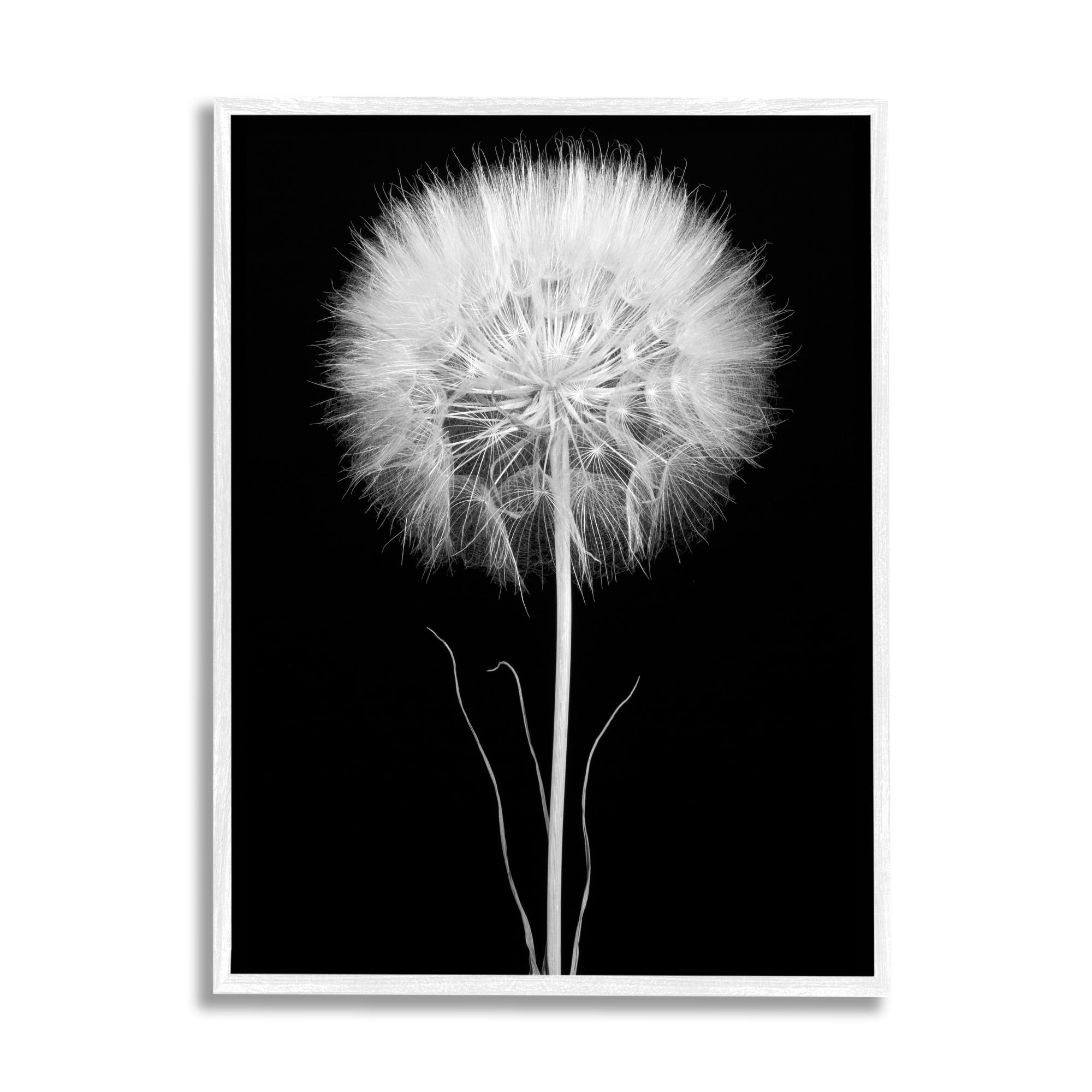Stupell Industries Modern Fluffy Dandelion Stem Black & White Photography Framed Wall Art, 11 x 14, Design by Jadei Graphics