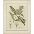 thumbnail image 3 of Curtis 12x14 Black Modern Framed Museum Art Print Titled - Small Tinted Botanical II, 3 of 5