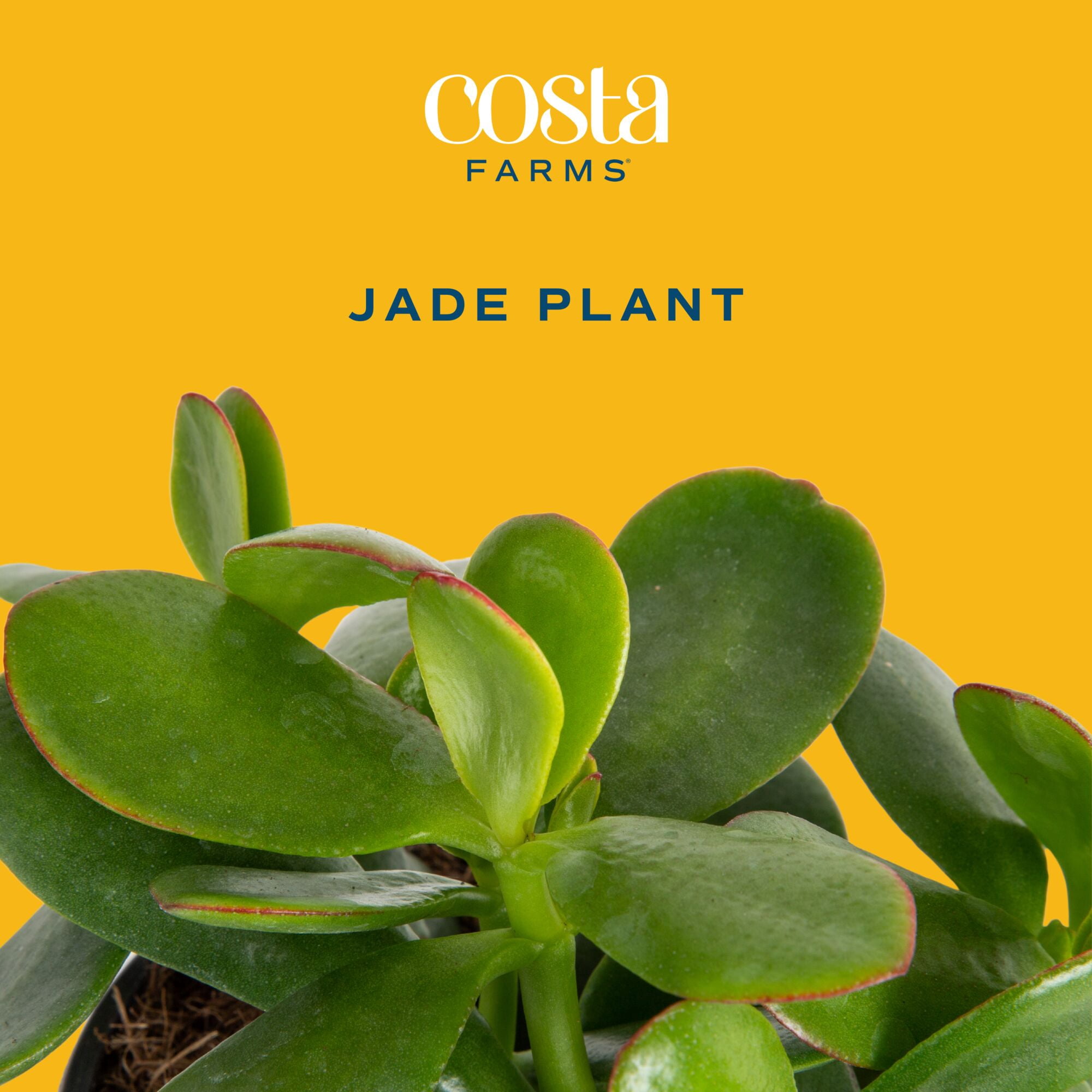 Costa Farms 4" Jade Succulent Live House Plants in 4" Grower Pot 2 (Count)